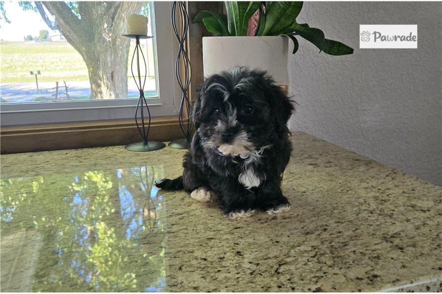 Harrison - Morkie for sale