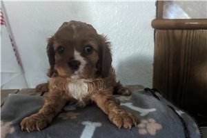 Darby - Cavalier King Charles Spaniel for sale