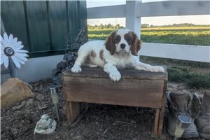 Dennis - puppy for sale