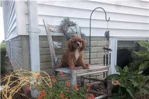 Darby - Cavalier King Charles Spaniel for sale