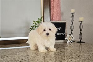 Asher - Maltese for sale