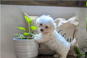 Briella - puppy for sale