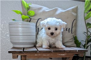 Bonnie - puppy for sale