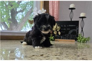 Harrison - Morkie / Yorktese for sale