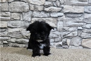 Jolene - Morkie / Yorktese for sale