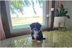 Heidi - Morkie / Yorktese for sale