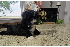 Heidi - Morkie / Yorktese for sale