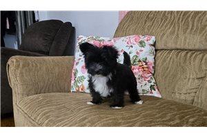 Breslin - Morkie / Yorktese for sale