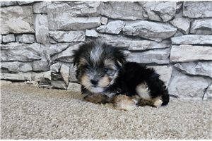 Jennings - Morkie / Yorktese for sale
