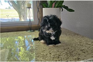 Harrison - Morkie / Yorktese for sale