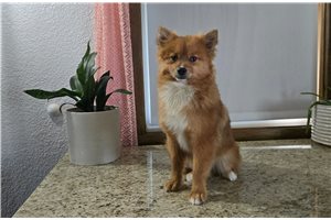 Olivia - Pomeranian for sale