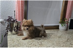 Olivia - Pomeranian for sale