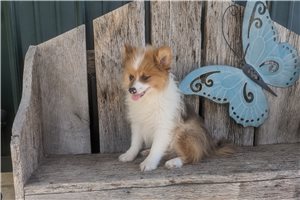 Manny - Pomeranian for sale