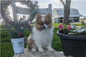 Manny - Pomeranian for sale