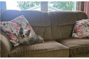 Alice - Pomeranian for sale