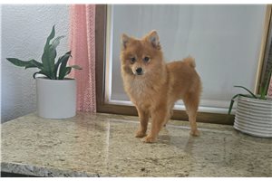 Ophelia - Pomeranian for sale