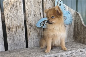 Artie - Pomeranian for sale