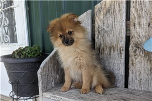 Ash - Pomeranian for sale