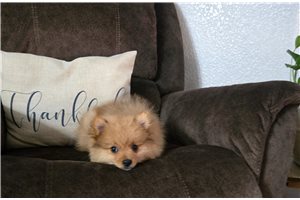 Ashton - puppy for sale