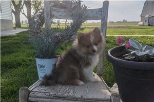 Magdalena - Pomeranian for sale