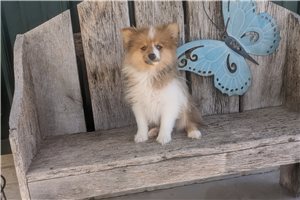 Magdalena - puppy for sale