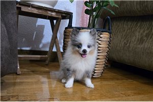 Alice - puppy for sale
