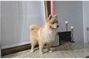 Oliver - Pomeranian for sale