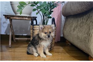 Amina - Pomeranian for sale