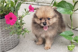 Chip - Pomeranian for sale