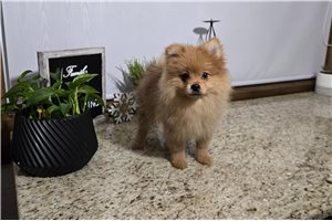 Ophelia - puppy for sale