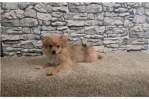 Ashton - Pomeranian for sale