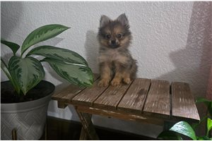 Collin - Pomeranian for sale