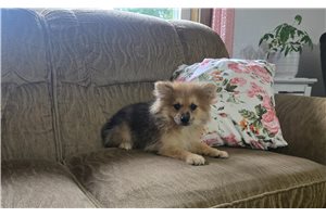 Amina - Pomeranian for sale