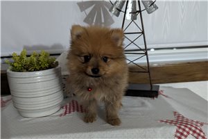 Vanessa - Pomeranian for sale