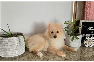 Oliver - Pomeranian for sale