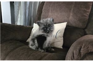 Amos - puppy for sale