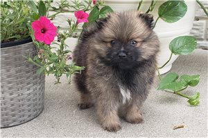 Cleo - Pomeranian for sale