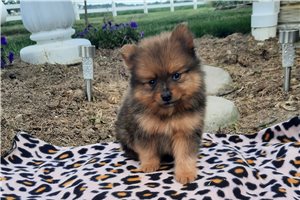 Coop - Pomeranian for sale