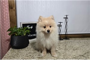 Oliver - Pomeranian for sale