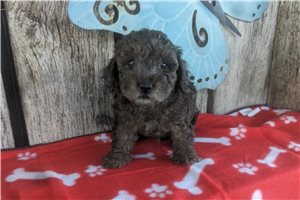 Isaiah - Poodle, Toy for sale