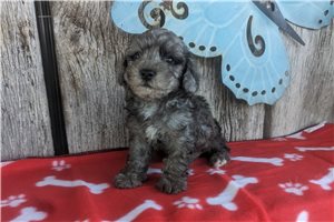 Issac - Poodle, Toy for sale