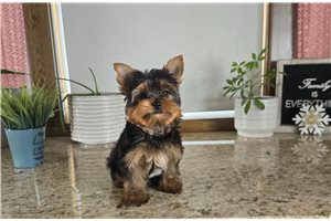Jeremy - Yorkshire Terrier - Yorkie for sale