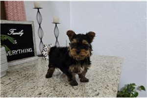 Jeremy - Yorkshire Terrier - Yorkie for sale