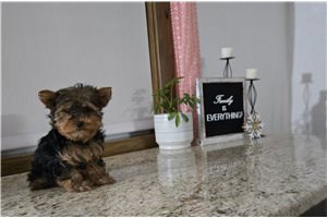Britt - Yorkshire Terrier - Yorkie for sale