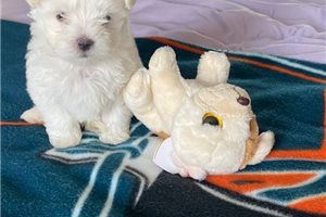 Willy - Maltese for sale