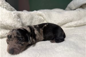 Bennett - puppy for sale