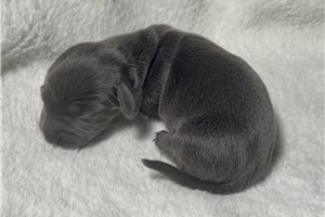 Bailey - puppy for sale