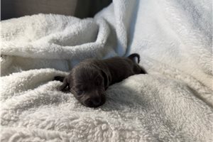 Bailey - Dachshund, Mini for sale