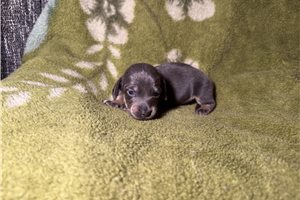 Brooks - Dachshund, Mini for sale