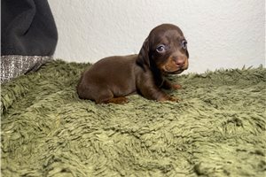 Brielle - Dachshund, Mini for sale